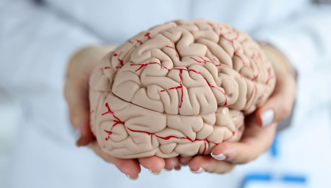 Modelo de cerebro Modelo de cerebro